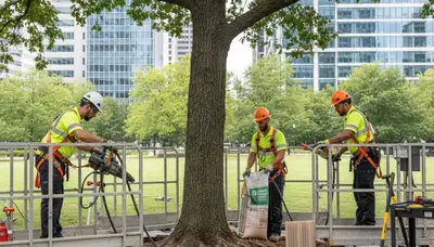 Root protection service for trees in South Burlington, VT by Tree Service Burlington VT