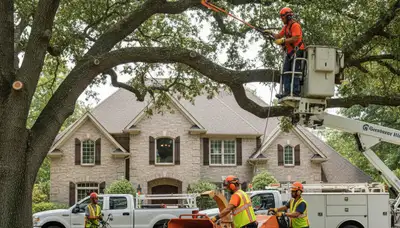 Tree pruning service in South Burlington, VT by Arbor Tree Care for tree health and safety