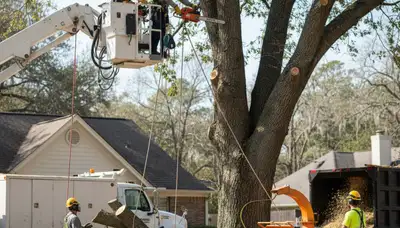 South Burlington, VT tree removal crew safely removing a dead tree for Arbor Tree Care