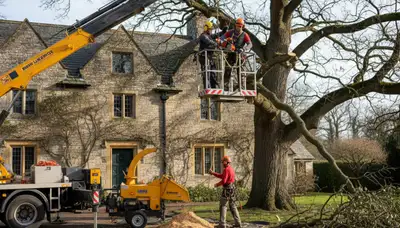 Tree service crew in South Burlington, VT providing professional tree care for local properties