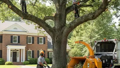 Tree service crew in South Burlington, VT providing professional tree trimming and removal services