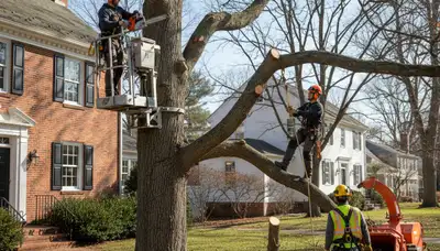 Tree service crew in South Burlington, VT performing professional tree care for a local property