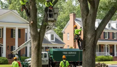 Tree service crew in South Burlington, VT trimming and removing trees for safe property maintenance