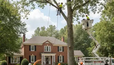 Tree service crew in South Burlington, VT providing professional tree care and removal services