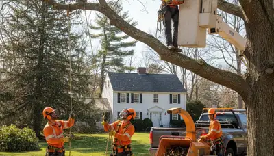 Tree service crew in South Burlington, VT providing professional tree care for local properties