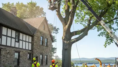 Tree service crew in South Burlington, VT providing professional arborist work